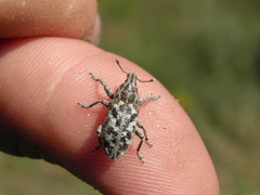 Cyphocleonus dealbatus