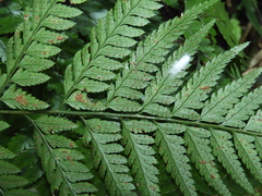Arachniodes pseudoaristata