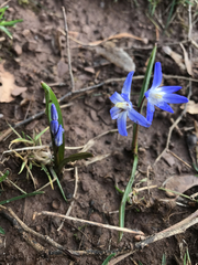 Scilla