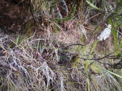 Bulbinella trinervis