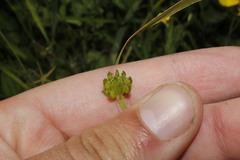 Ranunculus neapolitanus