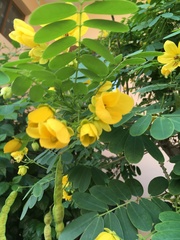 Senna surattensis