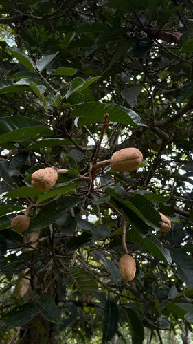 Vateria indica, photograph 3