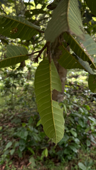 Vateria indica, photograph (c) Srinivasan Kasinathan, some rights reserved (CC BY)