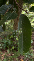Vateria indica, photograph (c) Srinivasan Kasinathan, some rights reserved (CC BY)