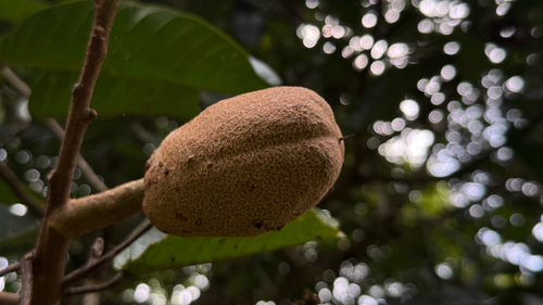 Vateria indica, photograph 2