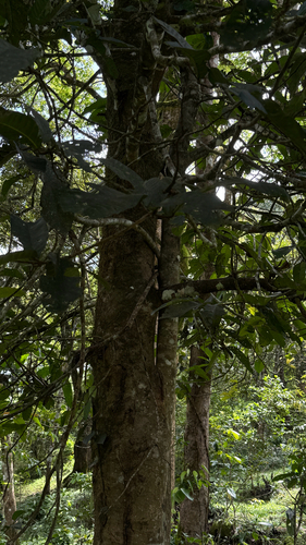 Vateria indica, photograph 5