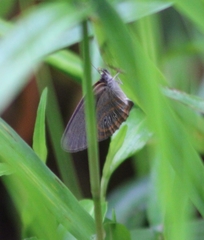 Neonympha areolatus