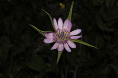 Tragopogon porrifolius