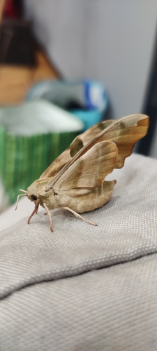 Lime Hawkmoth