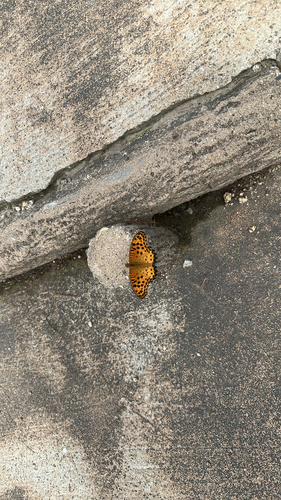 Tropical Fritillary