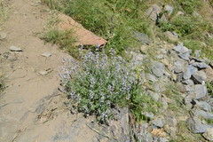 Nepeta nepetella