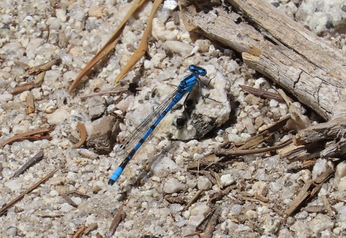 iNaturalist observation photo of Boreal Bluet