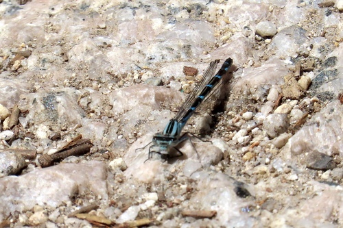 iNaturalist observation photo of Tule Bluet
