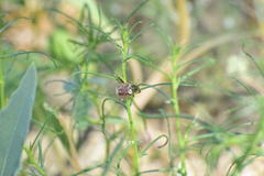 Hoplia
