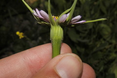 Tragopogon porrifolius