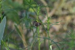 Hoplia