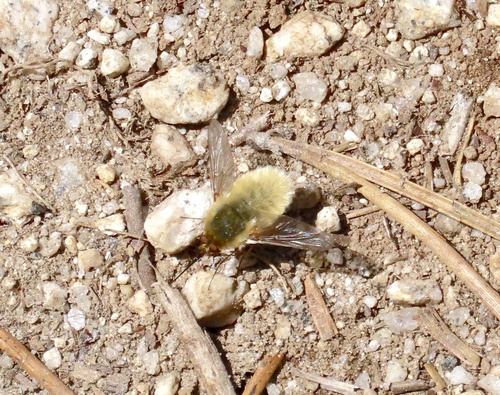 iNaturalist observation photo of Bee Flies