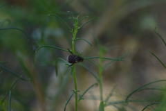 Hoplia