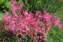 Nerine filifolia