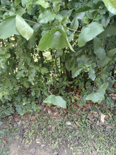 Passiflora coriacea, photograph 4
