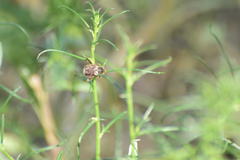 Hoplia