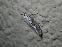 Ethmia semitenebrella