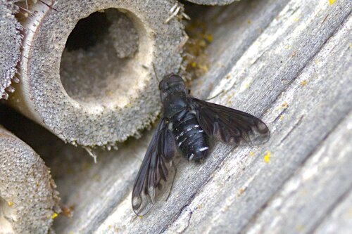 Anthracite Bee-Fly, Amsterdam, Netherlands, photo 7 of 10