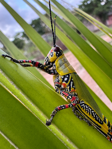 Variegated grasshopper