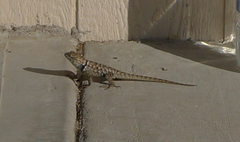 Sceloporus uniformis