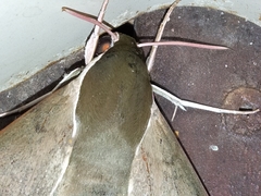 Theretra indistincta