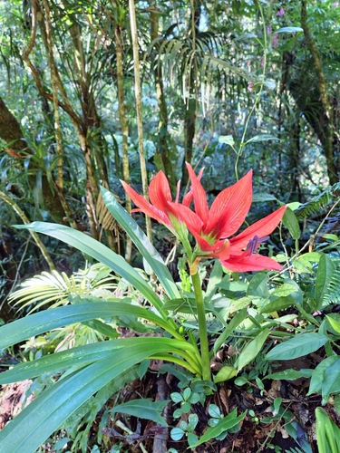 Hippeastrum aulicum, photograph 1