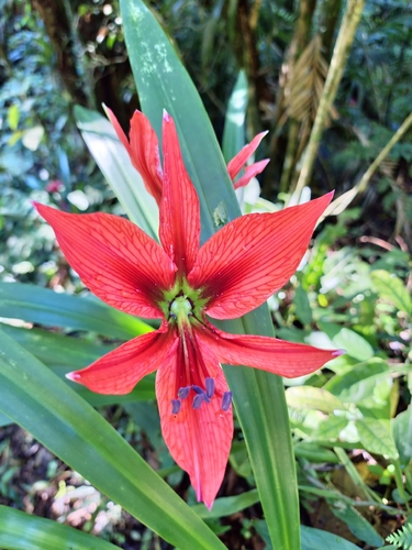 Hippeastrum aulicum, photograph 2