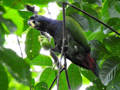 Pionus menstruus menstruus