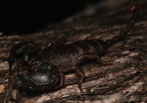Tree Docile Scorpion