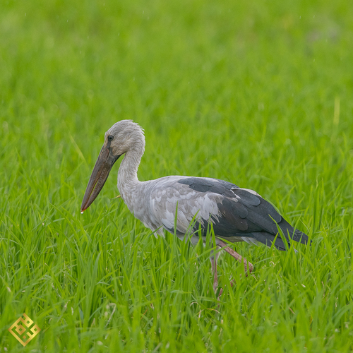 Asian Openbill
