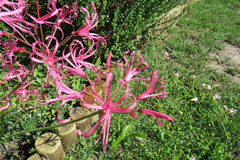 Nerine filifolia