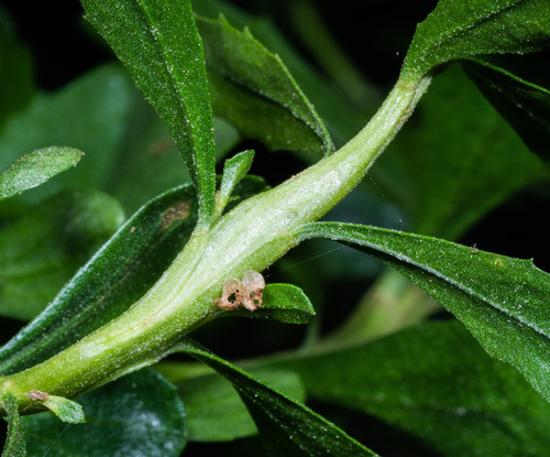 Rhopalomyia baccharis Felt, 1908