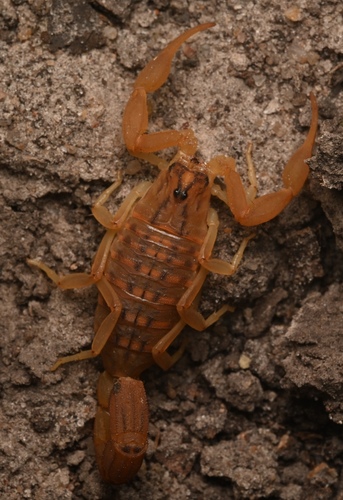 Eastern Nomad Scorpion