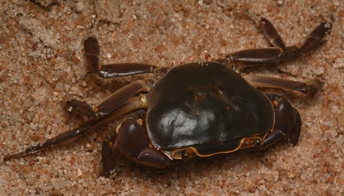 Singlespine River Crab