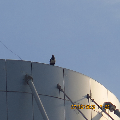 Pied Crow