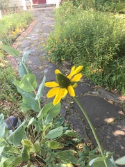 Rudbeckia texana