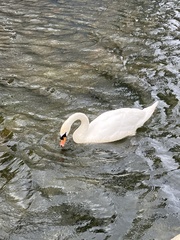 Mute Swan
