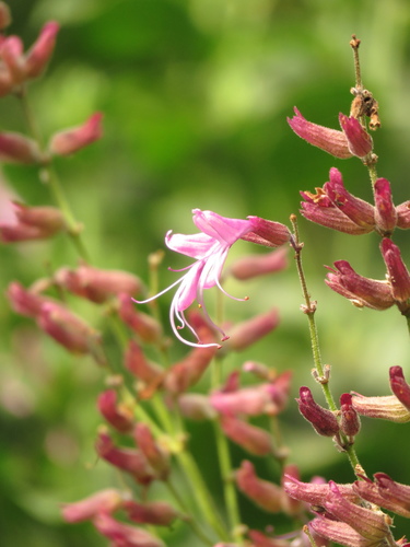 Kranskop Sagebush (Syncolostemon latidens)