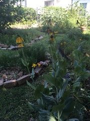 Rudbeckia texana