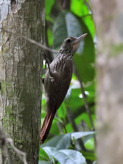 Xiphorhynchus obsoletus obsoletus