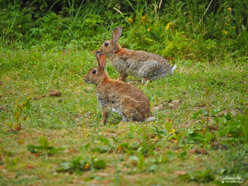 European Rabbit