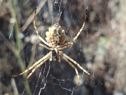 Lobed Argiope