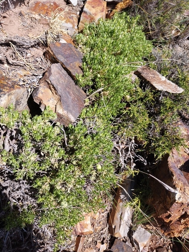 Baccharis tola