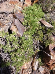 Baccharis tola